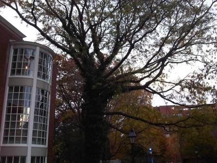 IMG01340-20111113-1541