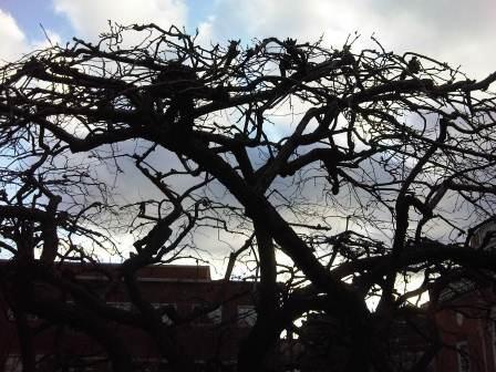 IMG01682-20120108-1513