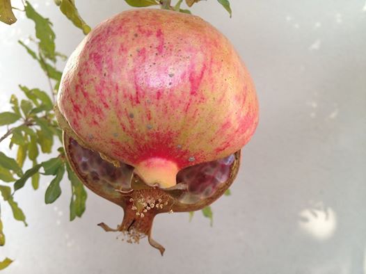 16508965_1929626360600101_5891596607395091607_n